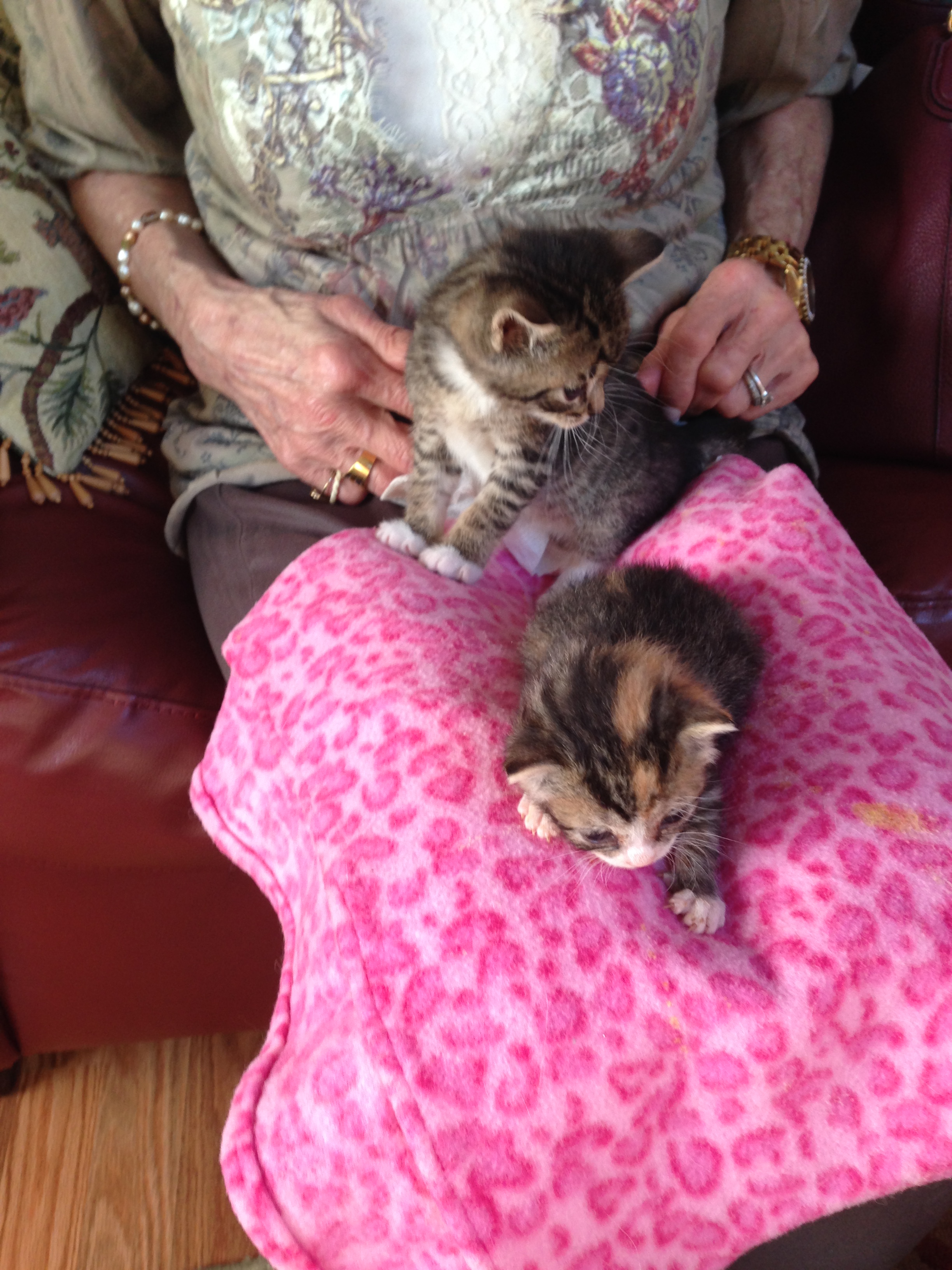 kittens