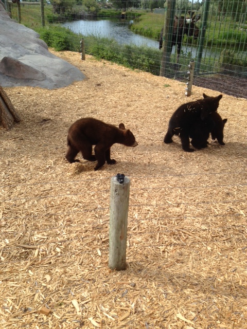 BearWorld7