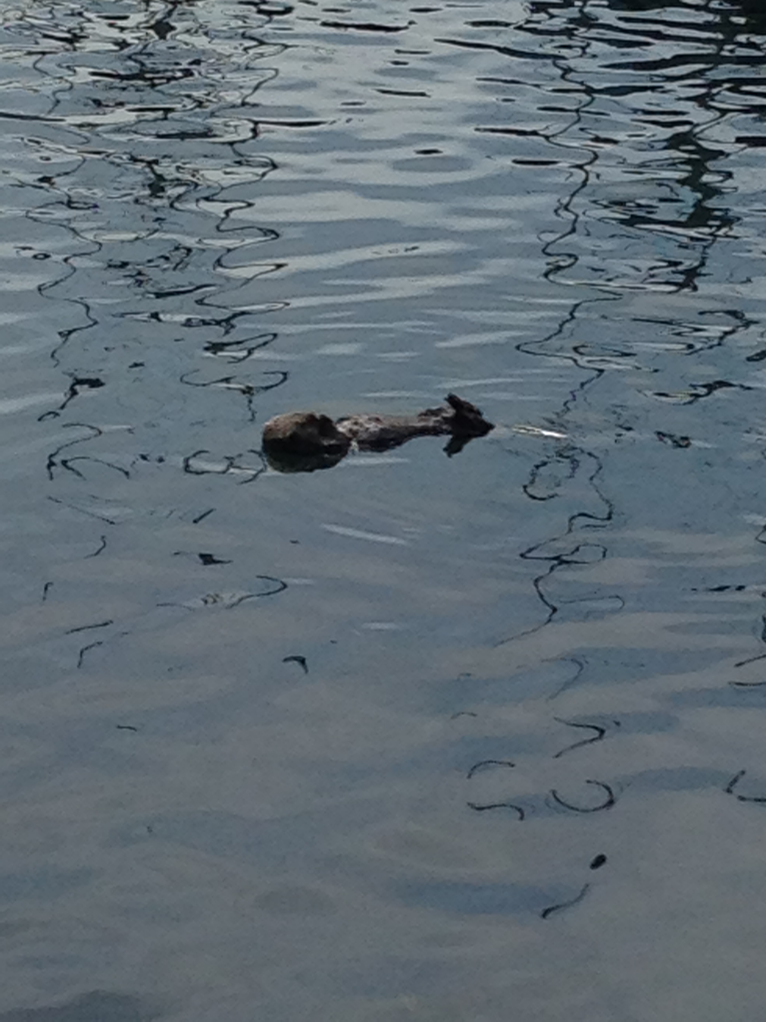 Otter