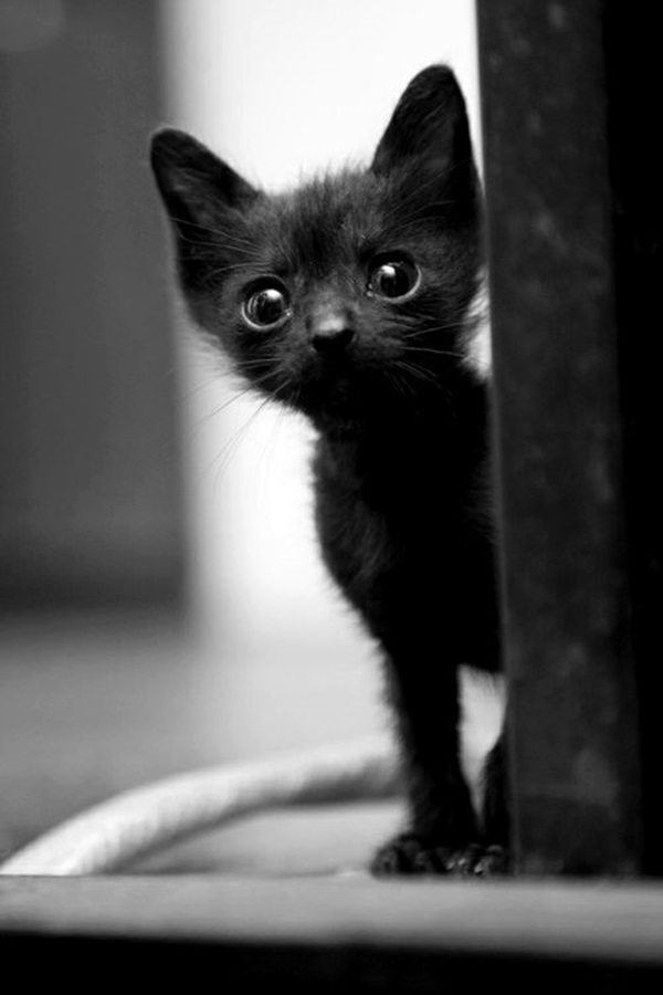 Baby Spock