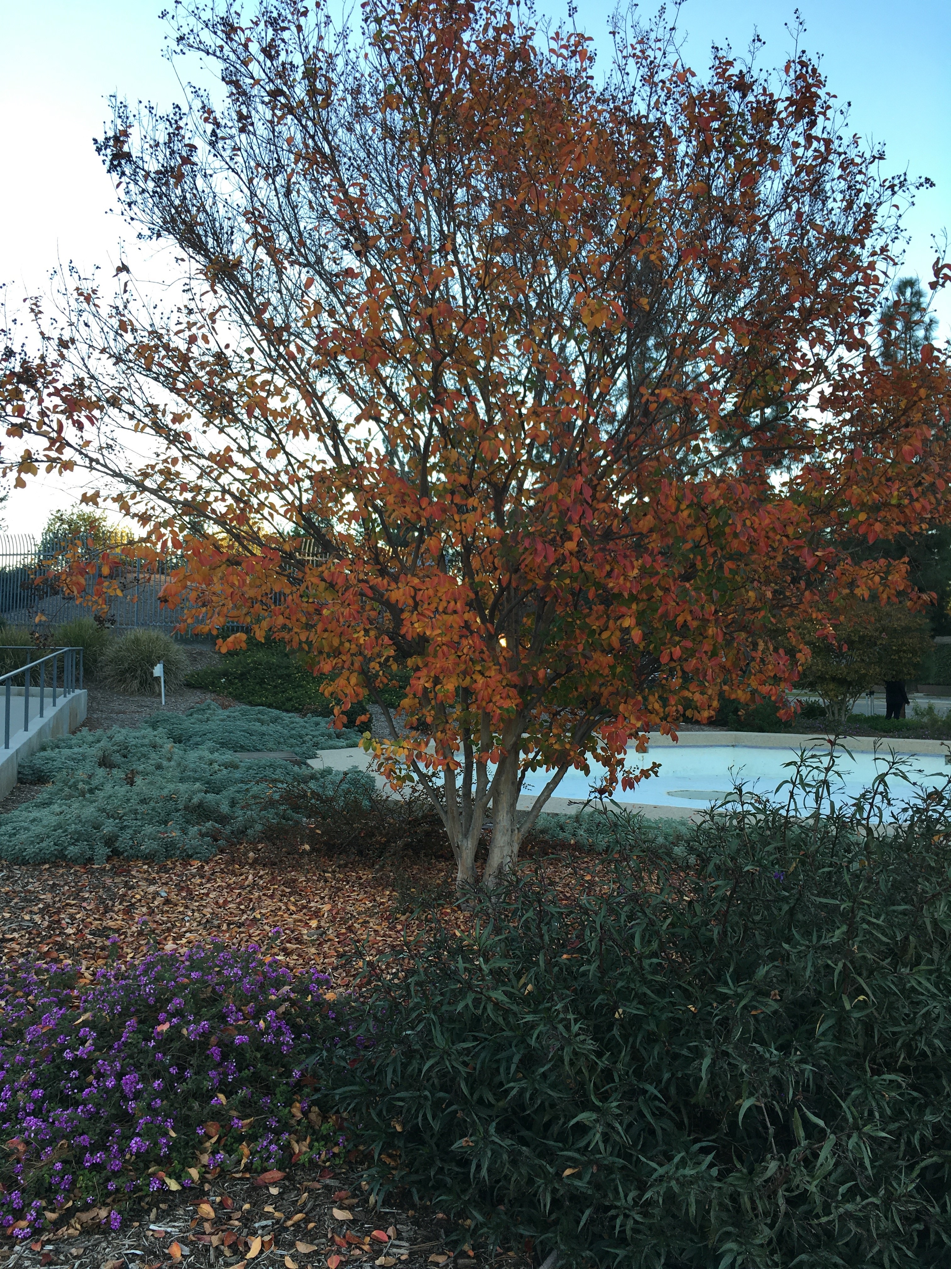leaves2.jpg